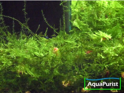 1x Mix Moos (z.B. Taxiphyllum x Vesicularia x Leptodictyum)