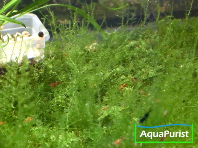 1x Mix Moos (z.B. Taxiphyllum x Vesicularia x Leptodictyum)