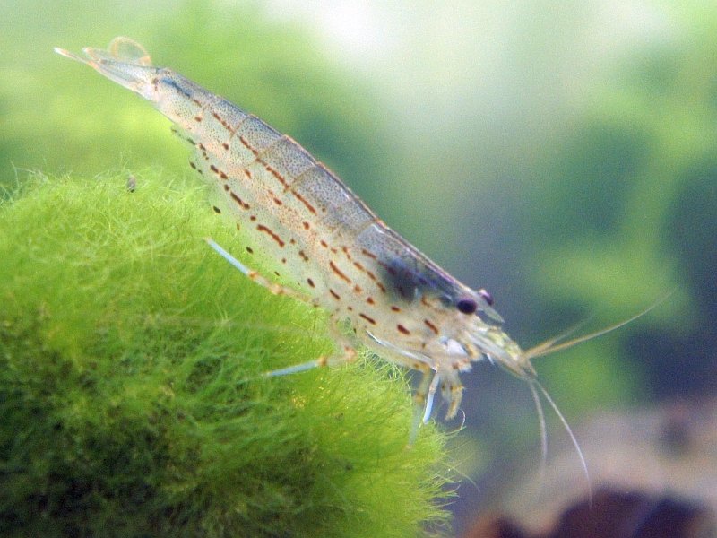 Amanogarnele (Caridina multidentata) - DNZ!