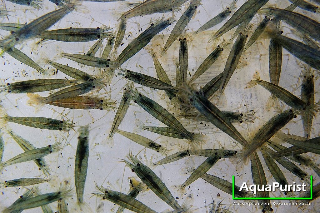 Amanogarnele (Caridina multidentata) - DNZ!