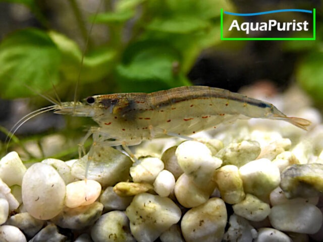 Amanogarnele (Caridina multidentata) - DNZ!