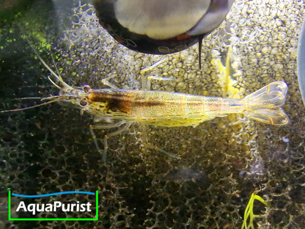 Amanogarnele (Caridina multidentata) - DNZ!
