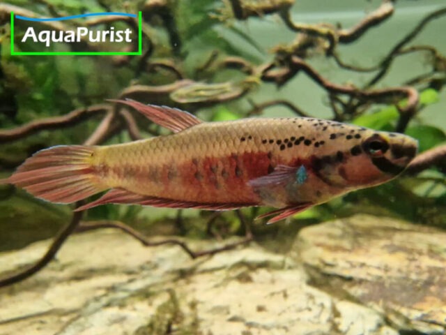 Betta rubra