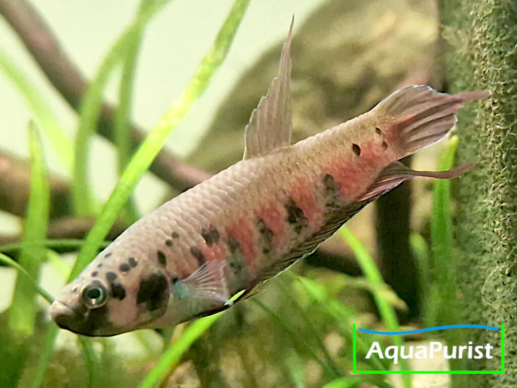 Betta rubra