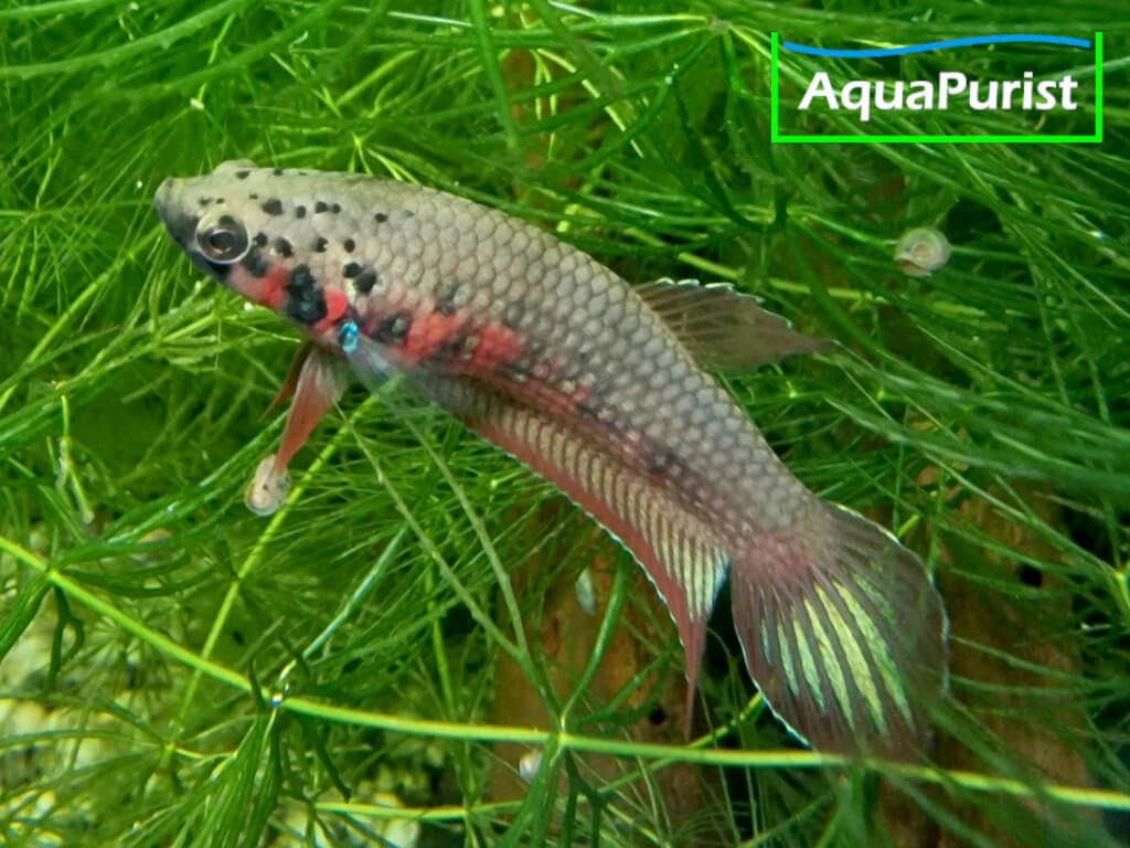 Betta rubra Männchen
