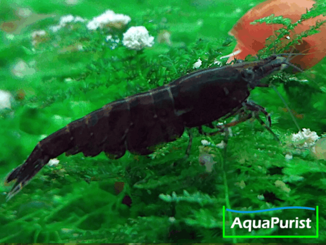 Black Rose Garnele (Neocaridina davidi)