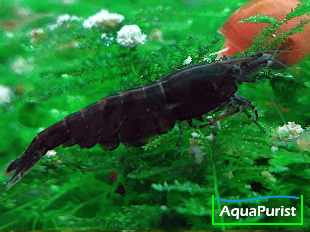 Black Rose Garnele (Neocaridina davidi)