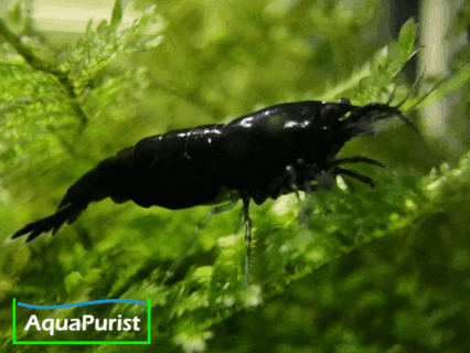 Black Rose Garnele (Neocaridina davidi)