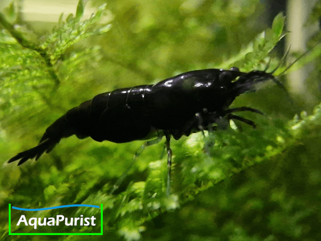 Black Rose Garnele (Neocaridina davidi)