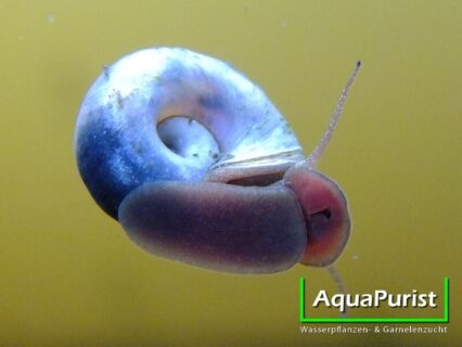 Blaue / Avatar Posthornschnecke (Planorbella duryi)