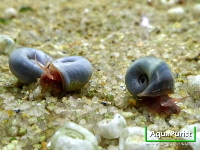 Mehrere blaue Posthornschnecken auf dem Aquarienboden
