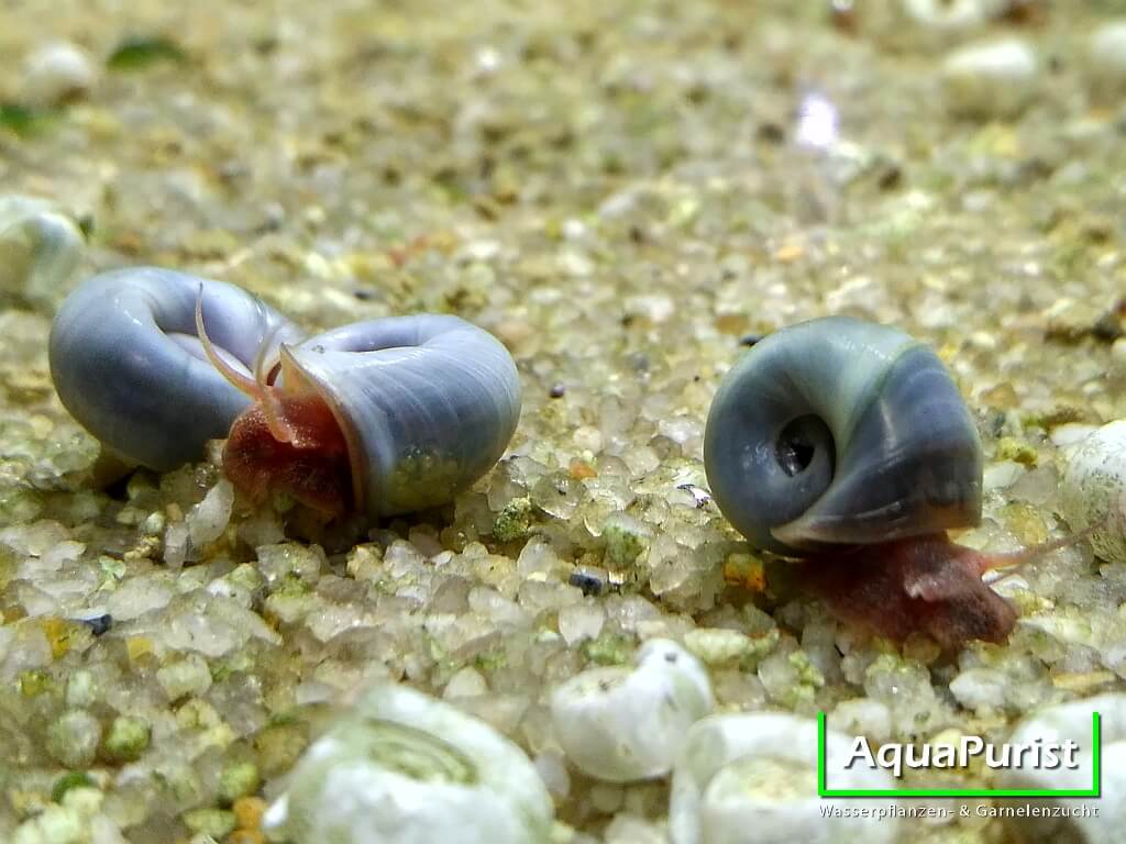 Mehrere blaue Posthornschnecken auf dem Aquarienboden