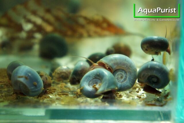 Mehrere blaue Posthornschnecken auf dem Aquarienboden
