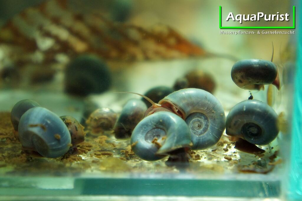 Mehrere blaue Posthornschnecken auf dem Aquarienboden