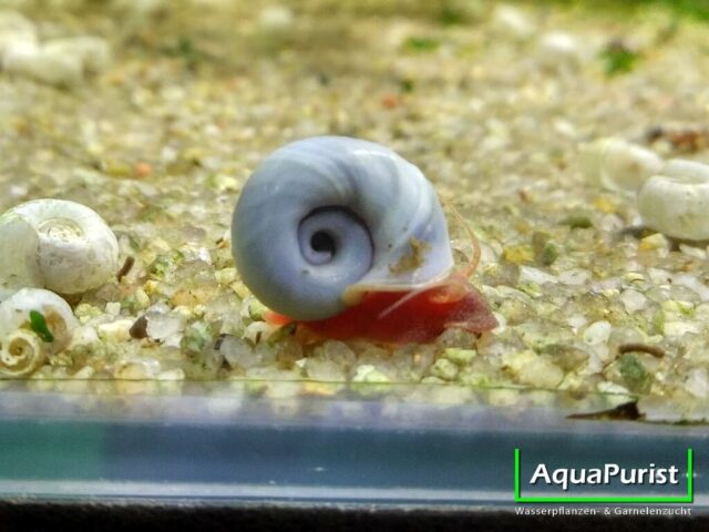 Blaue Posthornschnecke mit rotem Körper in Nahaufnahme