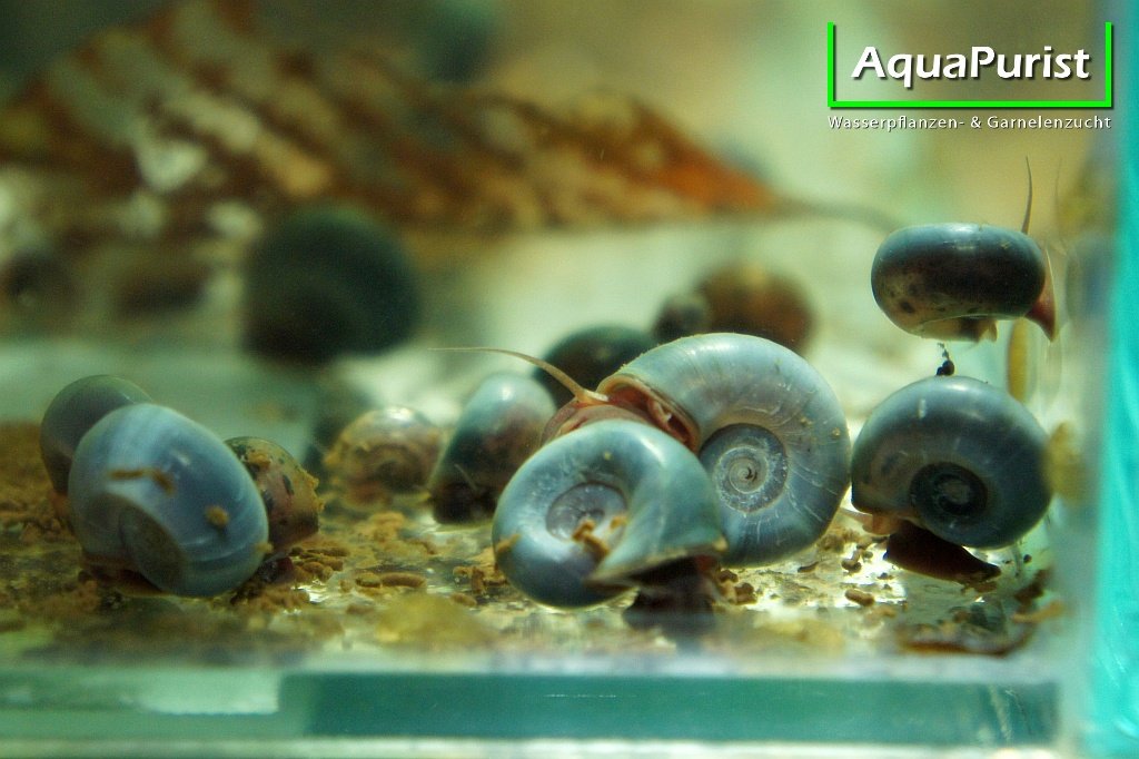Blaue Posthornschnecke, Planorbella duryi
