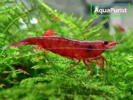 Bloody Mary Garnele (Neocaridina davidi)