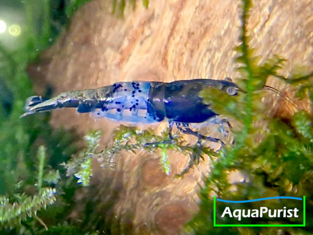 Carbon Rili Garnele (Neocaridina davidi)