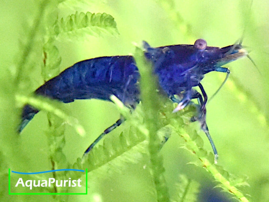 Blue Dream Garnele (Neocaridina davidi var. blue)