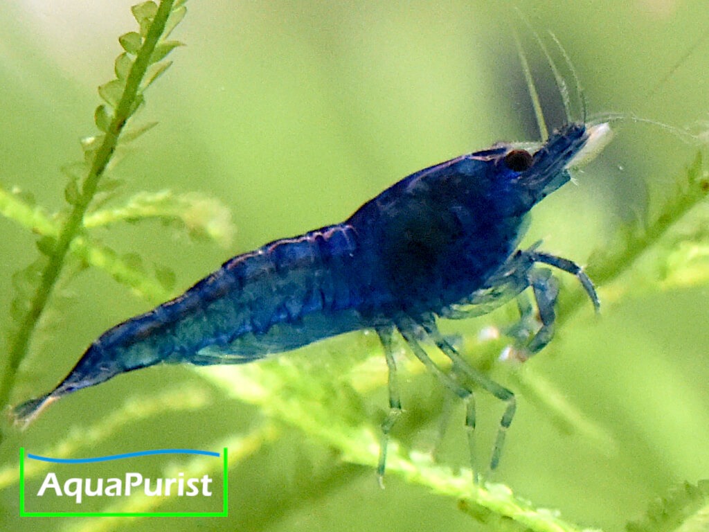 Blue Dream Garnele (Neocaridina davidi var. blue)