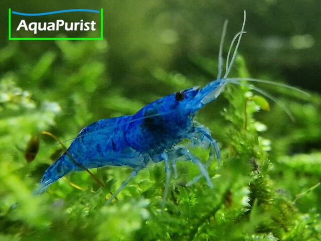 Blue Dream Garnele (Neocaridina davidi var. blue)
