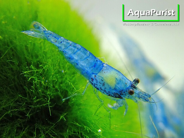 Blaue Blue-Jelly-Garnele auf einer grünen Mooskugel