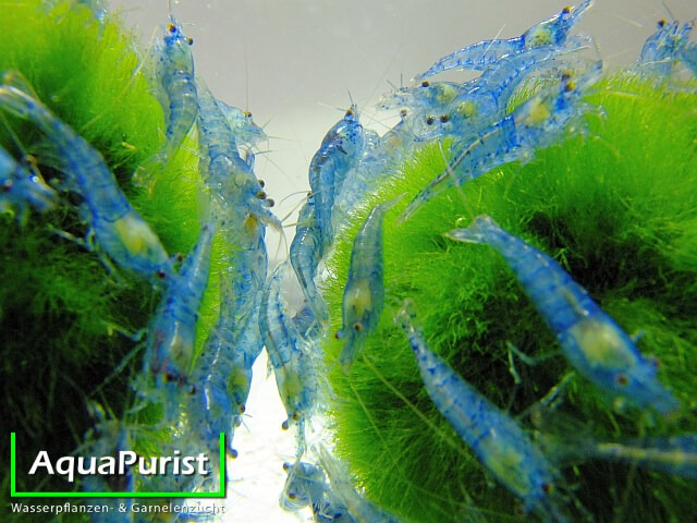 Mehrere Blue-Jelly-Garnelen auf grünen Mooskugeln