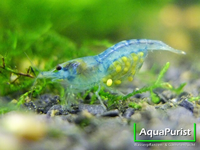 Blue-Jelly-Garnele auf dem Aquarienboden in Nahaufnahme
