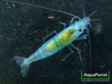 Blue Jelly Garnele (Neocaridina davidi)