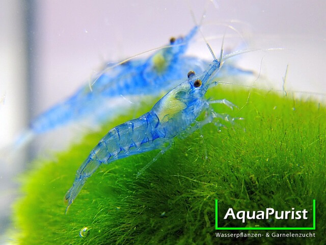 Blaue Blue-Jelly-Garnele auf einer grünen Mooskugel