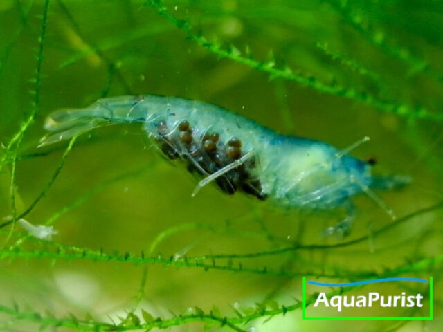 Blue Pearl Garnele (Neocaridina palmata var. blue) Blue Pearl Garnele (Neocaridina palmata var. blue)