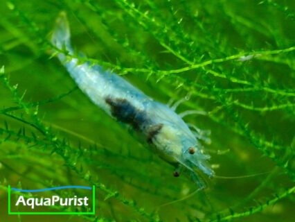 Blue Pearl Garnele (Neocaridina palmata var. blue)