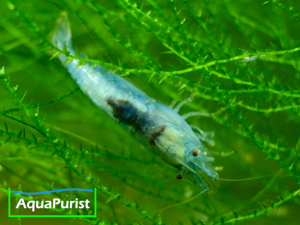 Blue Pearl Garnele (Neocaridina palmata var. blue) Blue Pearl Garnele (Neocaridina palmata var. blue)