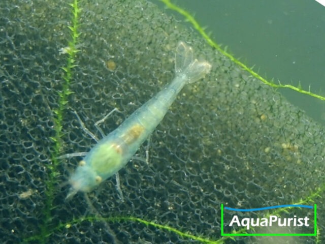 Blue Pearl Garnele (Neocaridina palmata var. blue) Blue Pearl Garnele (Neocaridina palmata var. blue)