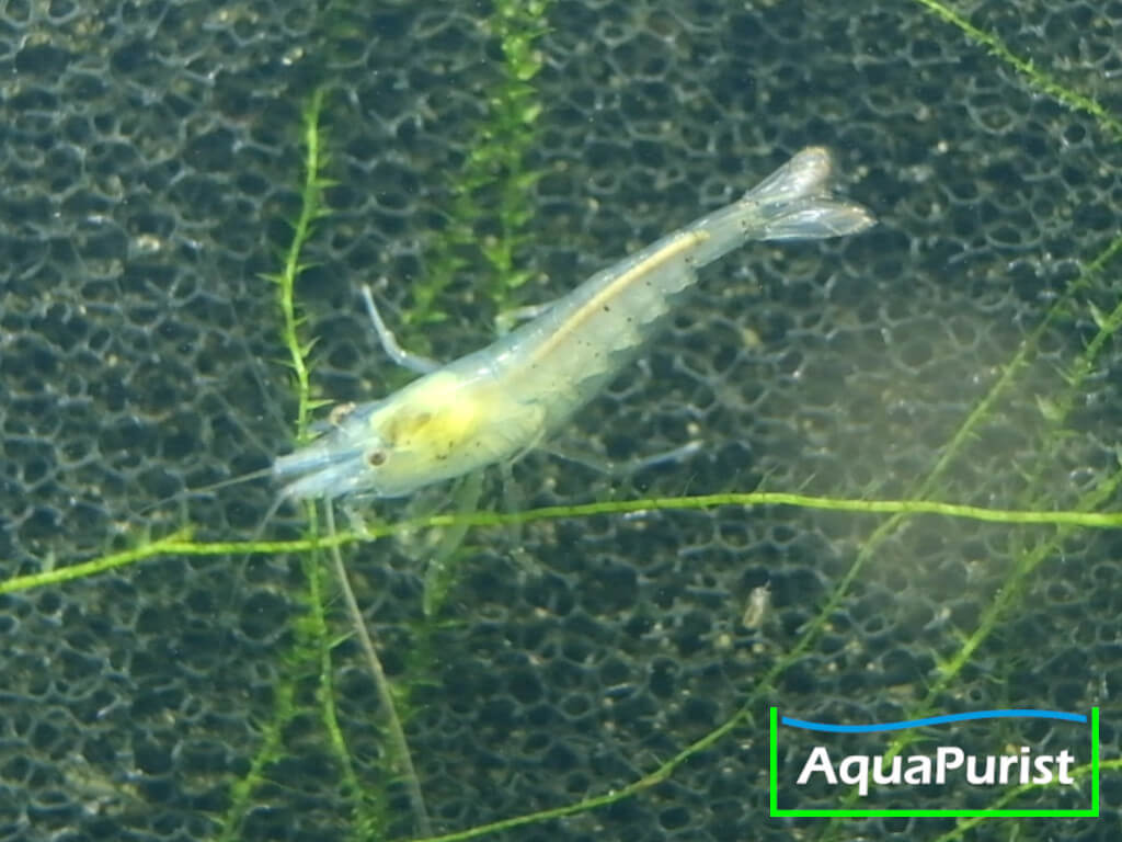 Blue Pearl Garnele (Neocaridina palmata var. blue) Blue Pearl Garnele (Neocaridina palmata var. blue)
