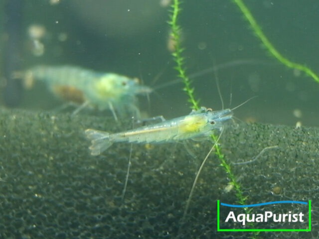 Blue Pearl Garnele (Neocaridina palmata var. blue) Blue Pearl Garnele (Neocaridina palmata var. blue)