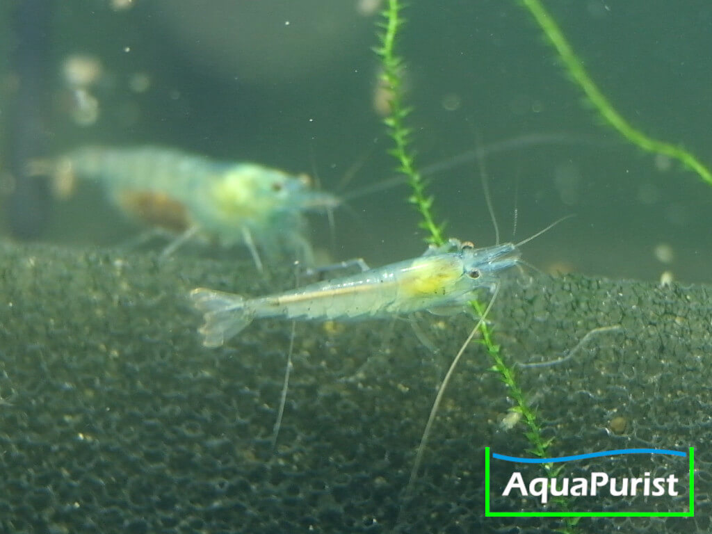 Blue Pearl Garnele (Neocaridina palmata var. blue) Blue Pearl Garnele (Neocaridina palmata var. blue)