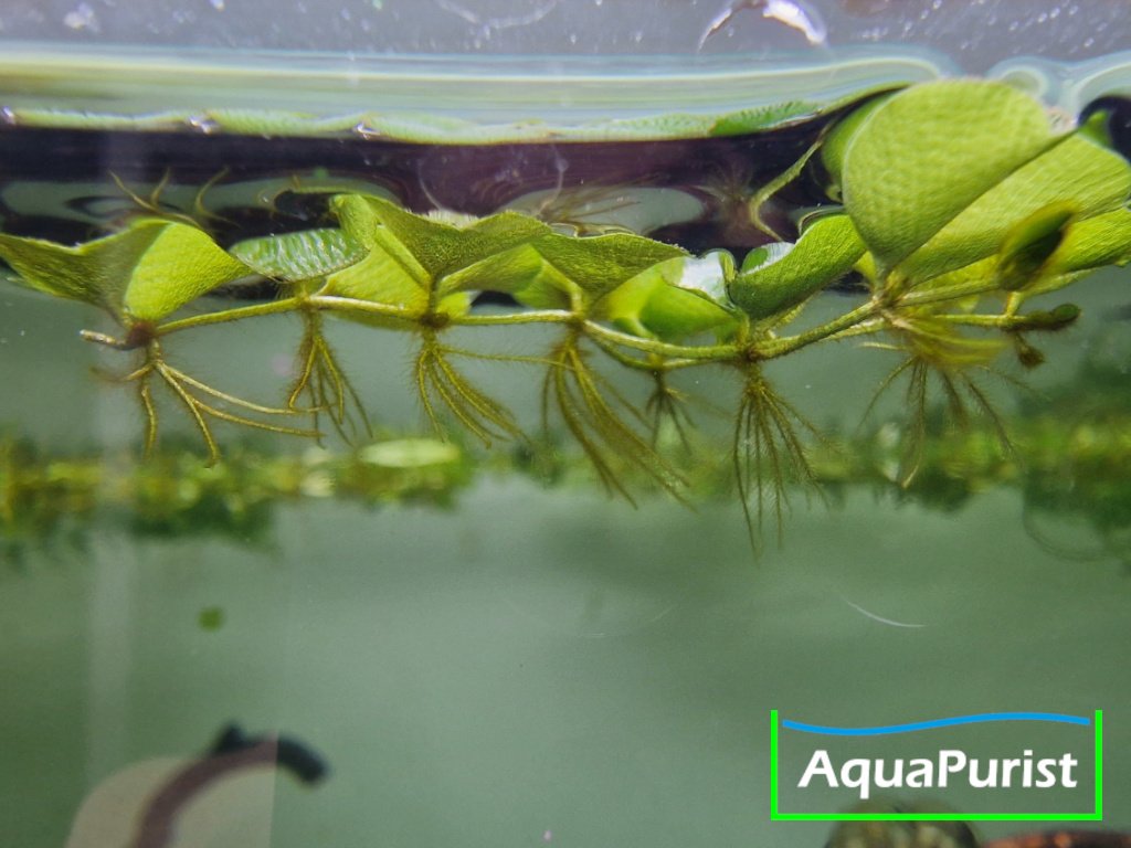 Kleinohriger Büschelfarn Salvinia auriculata
