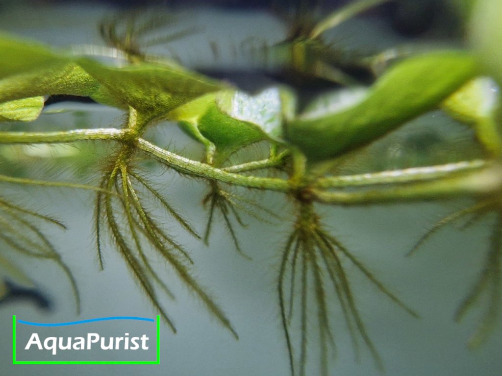Kleinohriger Büschelfarn Salvinia auriculata