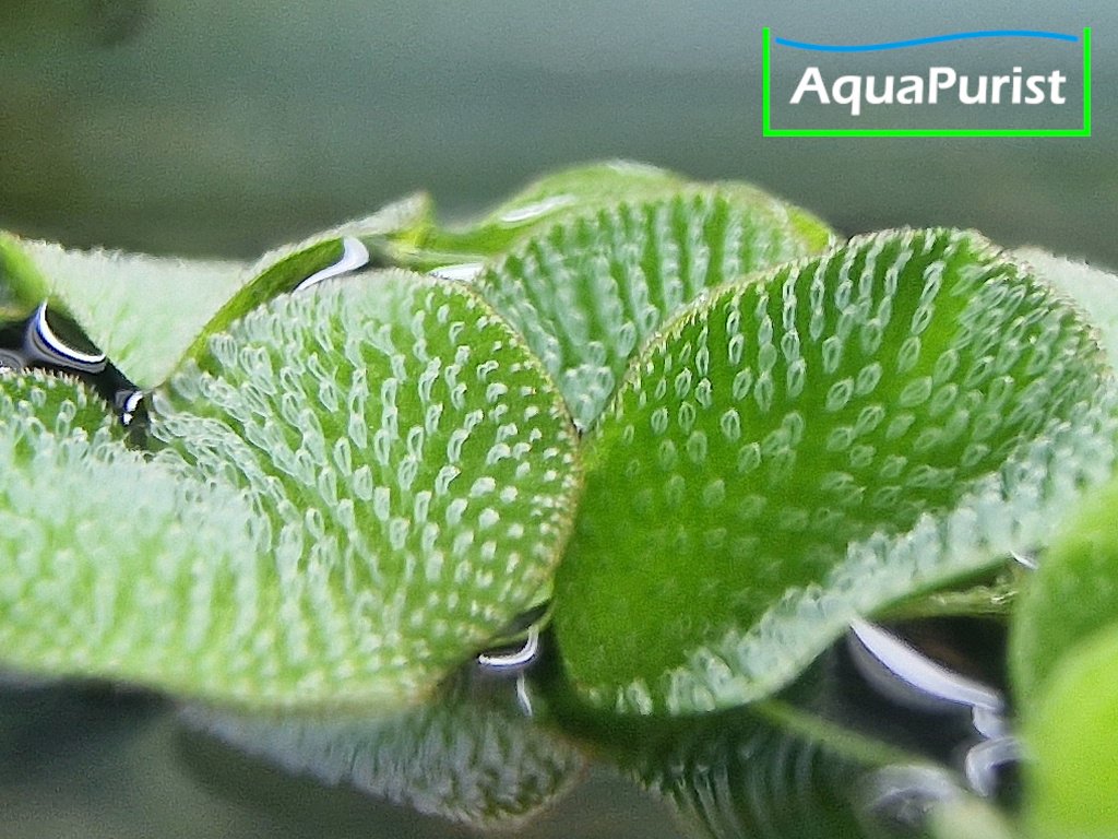 Kleinohriger Büschelfarn Salvinia auriculata