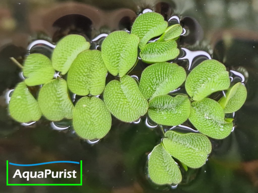Kleinohriger Büschelfarn Salvinia auriculata