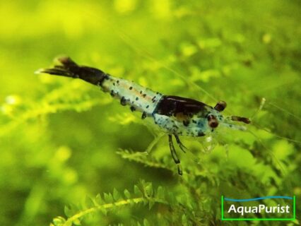 Carbon Rili Garnele (Neocaridina davidi)