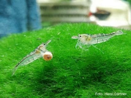 Sulawesi-Inlandsgarnele - Malawa Shrimp (Caridina pareparensis ...