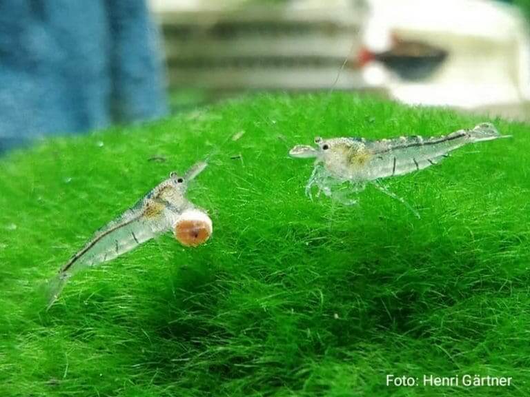 Caridina pareparensis parvidentata Sulawesi Inlandsgarnele Sulawesi-Inlandsgarnele – Malawa Shrimp (Caridina pareparensis parvidentata)