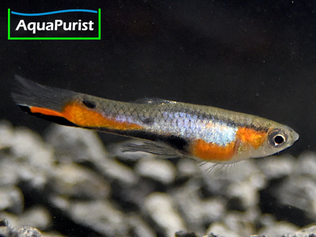 Endler Guppy “Blue Star” Campoma No. 47 (Poecilia wingei)
