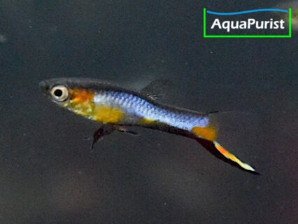 Endler Guppy “Blue Star” Campoma No. 47 (Poecilia wingei)