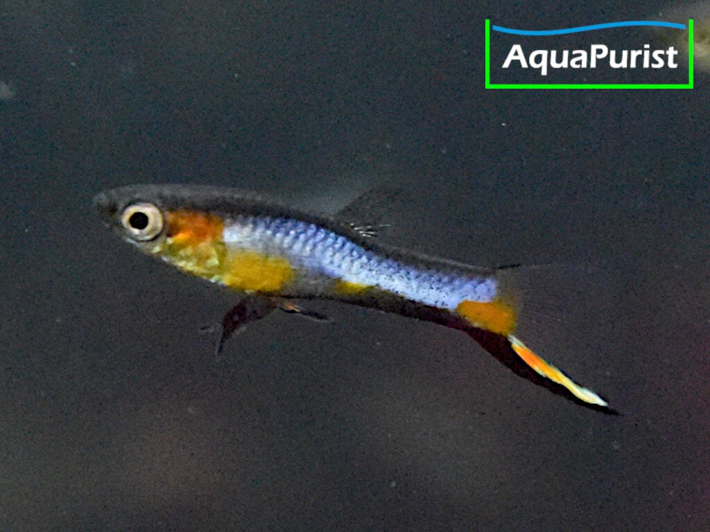 Endler Guppy “Blue Star” Campoma No. 47 (Poecilia wingei)