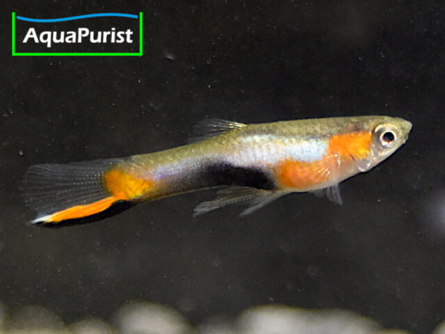 Endler Guppy “Blue Star” Campoma No. 47 (Poecilia wingei)