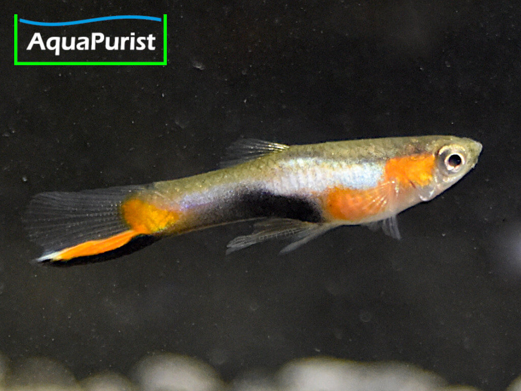 Endler Guppy “Blue Star” Campoma No. 47 (Poecilia wingei)