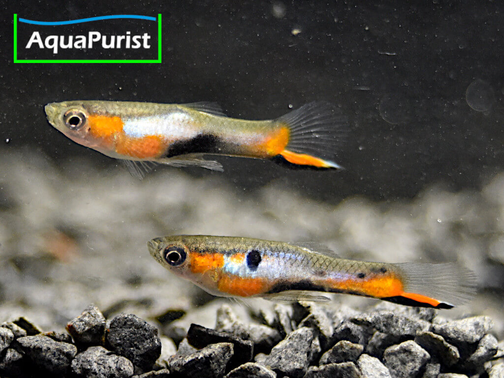 Endler Guppy “Blue Star” Campoma No. 47 (Poecilia wingei)